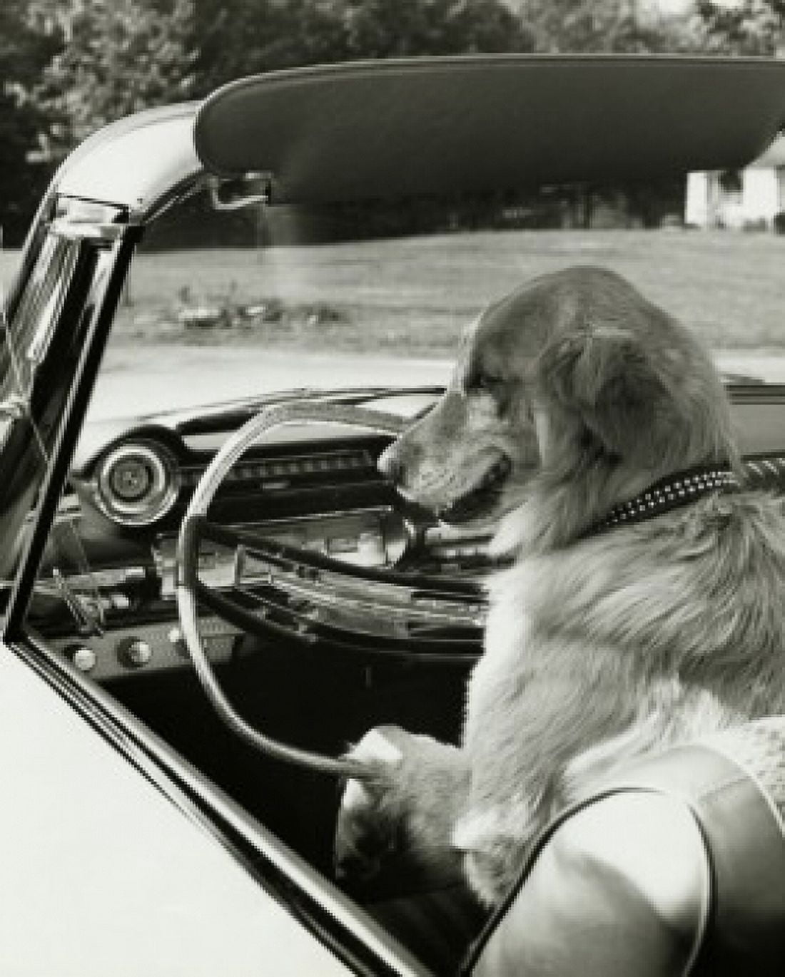 Posterazzi Golden Retriever driving a convertible car Canvas Art -  (24 x 36)