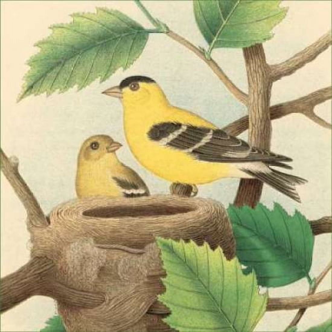 Posterazzi Goldfinch and Warbler A Canvas Art - John Gould (24 x 24)