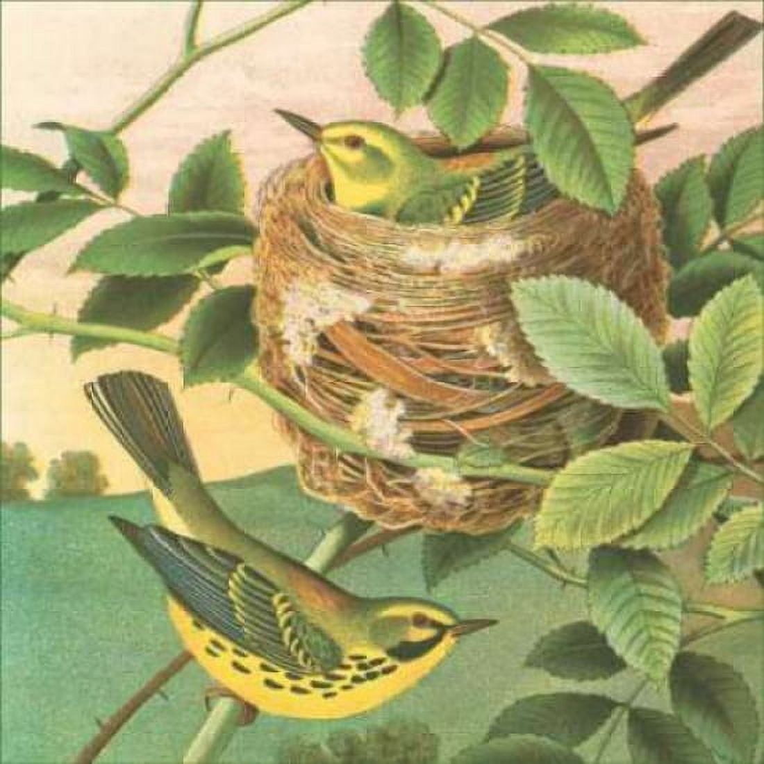 Posterazzi Goldfinch and Warbler B Canvas Art - John Gould (24 x 24)