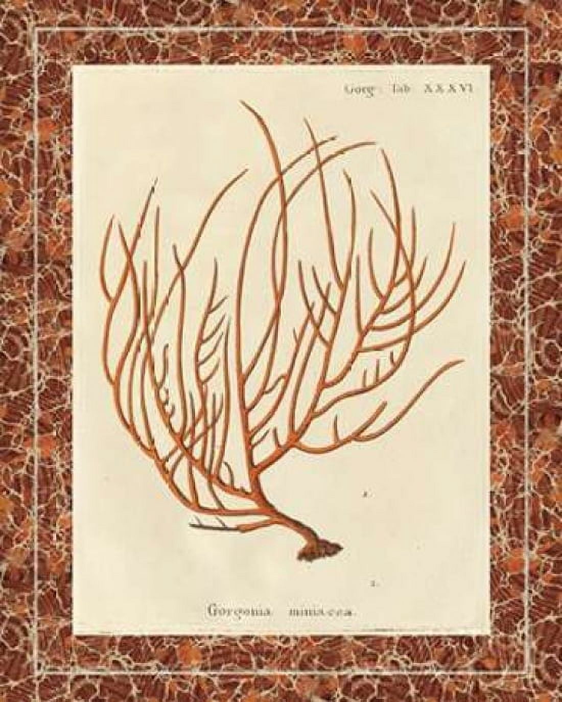 Posterazzi Gorgonia Miniacea Marble Canvas Art - Wild Apple Portfolio (24 x 30)