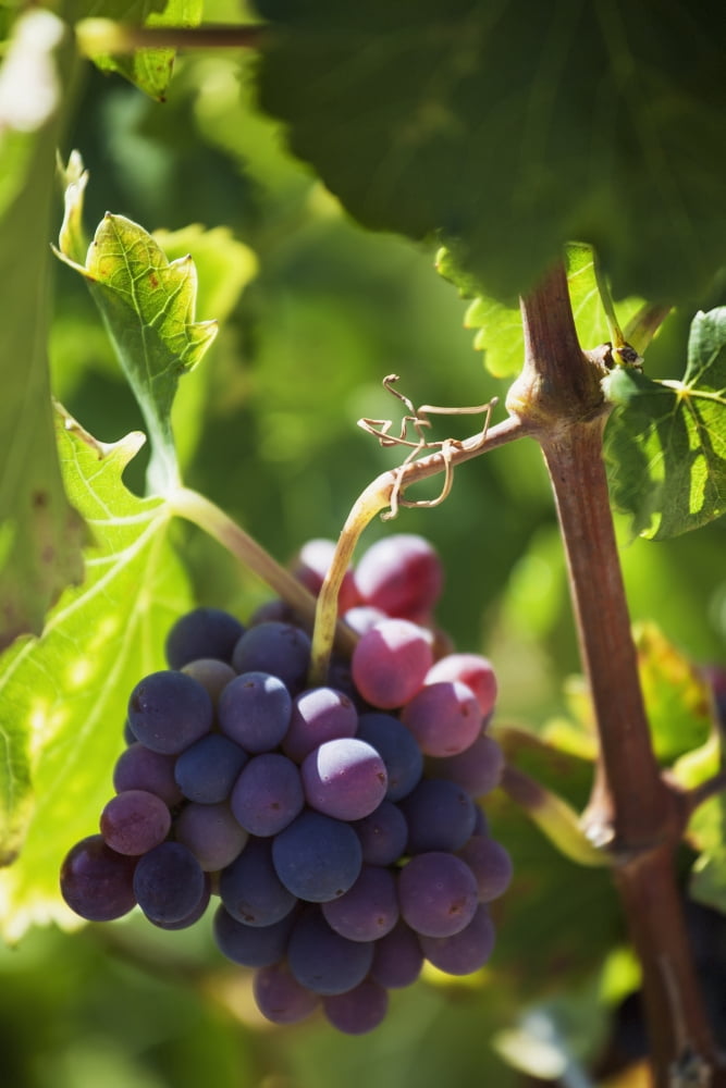 Posterazzi Grapes growing on a vineLa rioja spain Canvas Art - Carlos Sanchez Pereyra Design Pics (24 x 38)