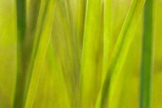 Posterazzi Grass II Canvas Art - JoAnn Arduini (24 x 36)