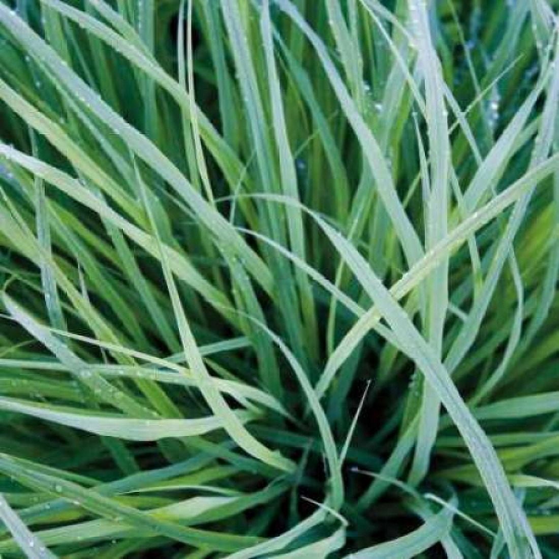 Posterazzi Grass with Morning Dew Canvas Art - Jan Bell (24 x 24)