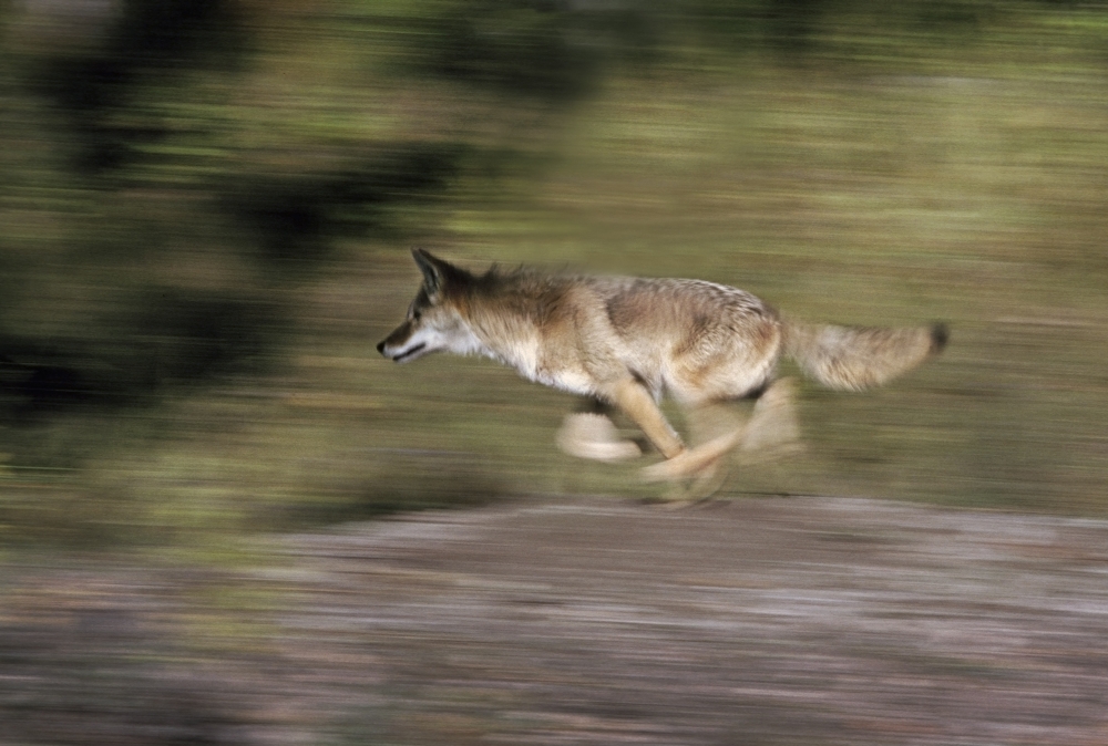 Posterazzi Gray Wolf Running With Blurred Background Usa Canvas Art - Ron Sanford Design Pics (34 x 22)