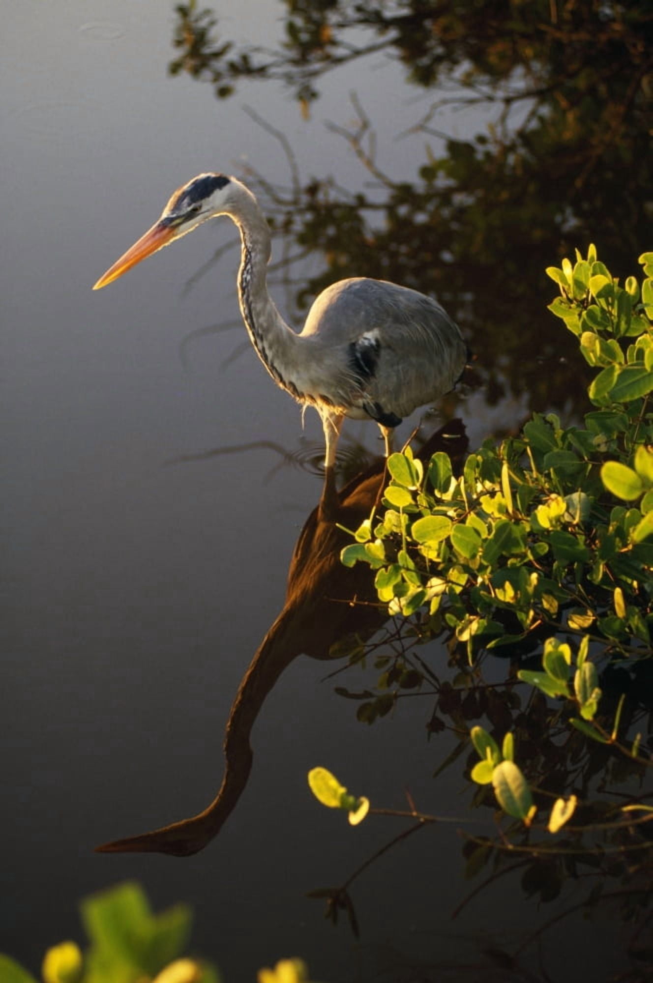 Posterazzi Great Blue Heron Canvas Art - Natural Selection Ralph Curtin Design Pics (24 x 36)