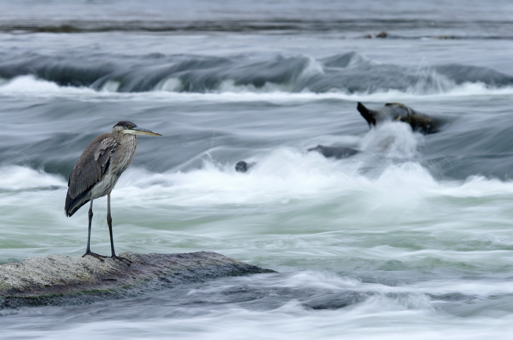 Posterazzi Great Blue Heron Hunting In A River Coteau-Du-Lac Quebec Canada Canvas Art - Steeve Marcoux Design Pics (34 x 22)