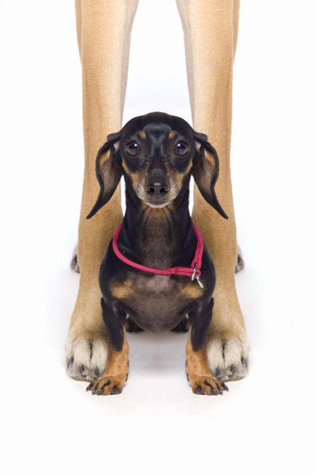 Posterazzi Great Dane And A Dachshund Canvas Art - Corey Hochachka Design Pics (22 x 34)