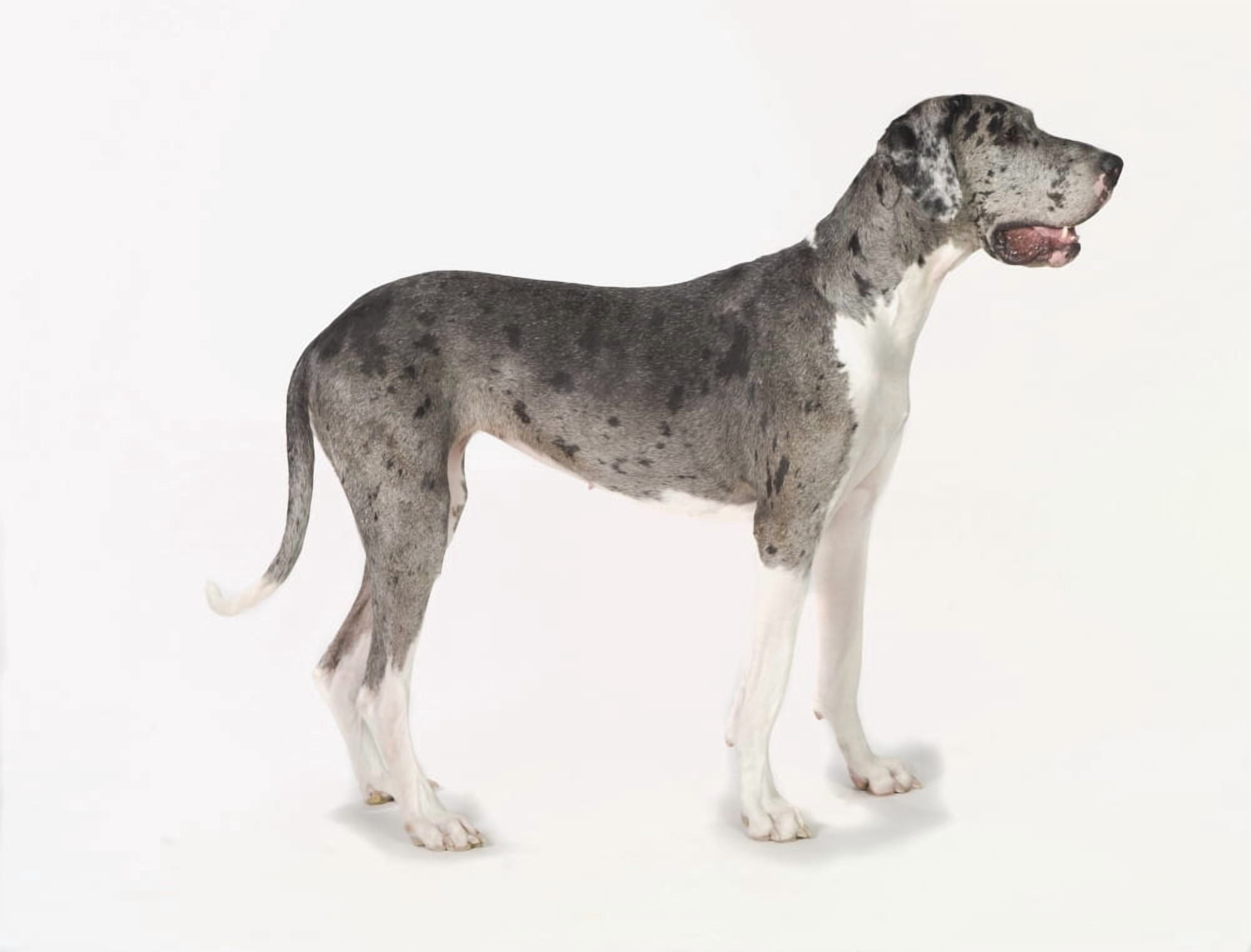 Posterazzi Great Dane Dog Canvas Art - Corey Hochachka Design Pics (34 x 26)