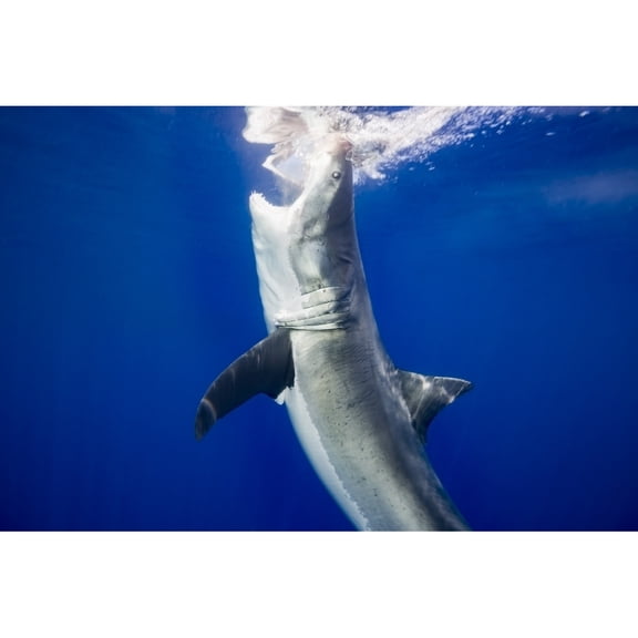 Posterazzi DPI12304348LARGE Great White Shark Carcharodon Carcharias - Guadalupe Island Mexico Poster Print by Dave Fleetham, 38 x 24 - Large
