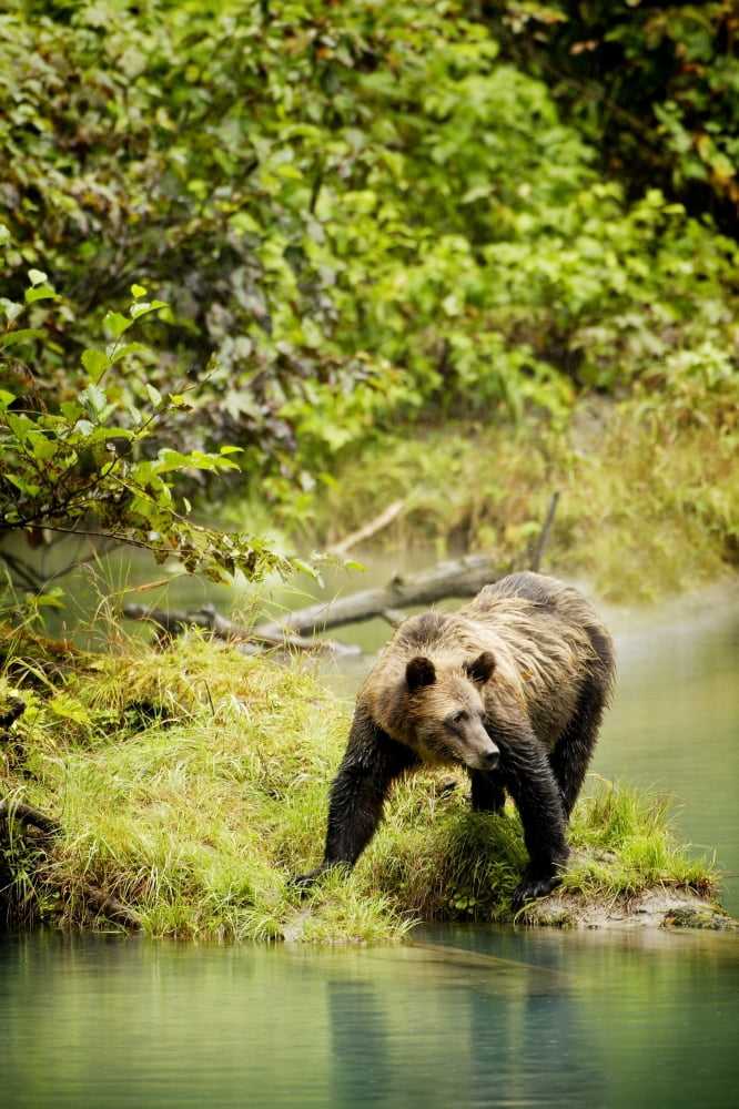 Posterazzi Grizzly Bear On Shore Canvas Art - Richard Wear Design Pics (22 x 34)