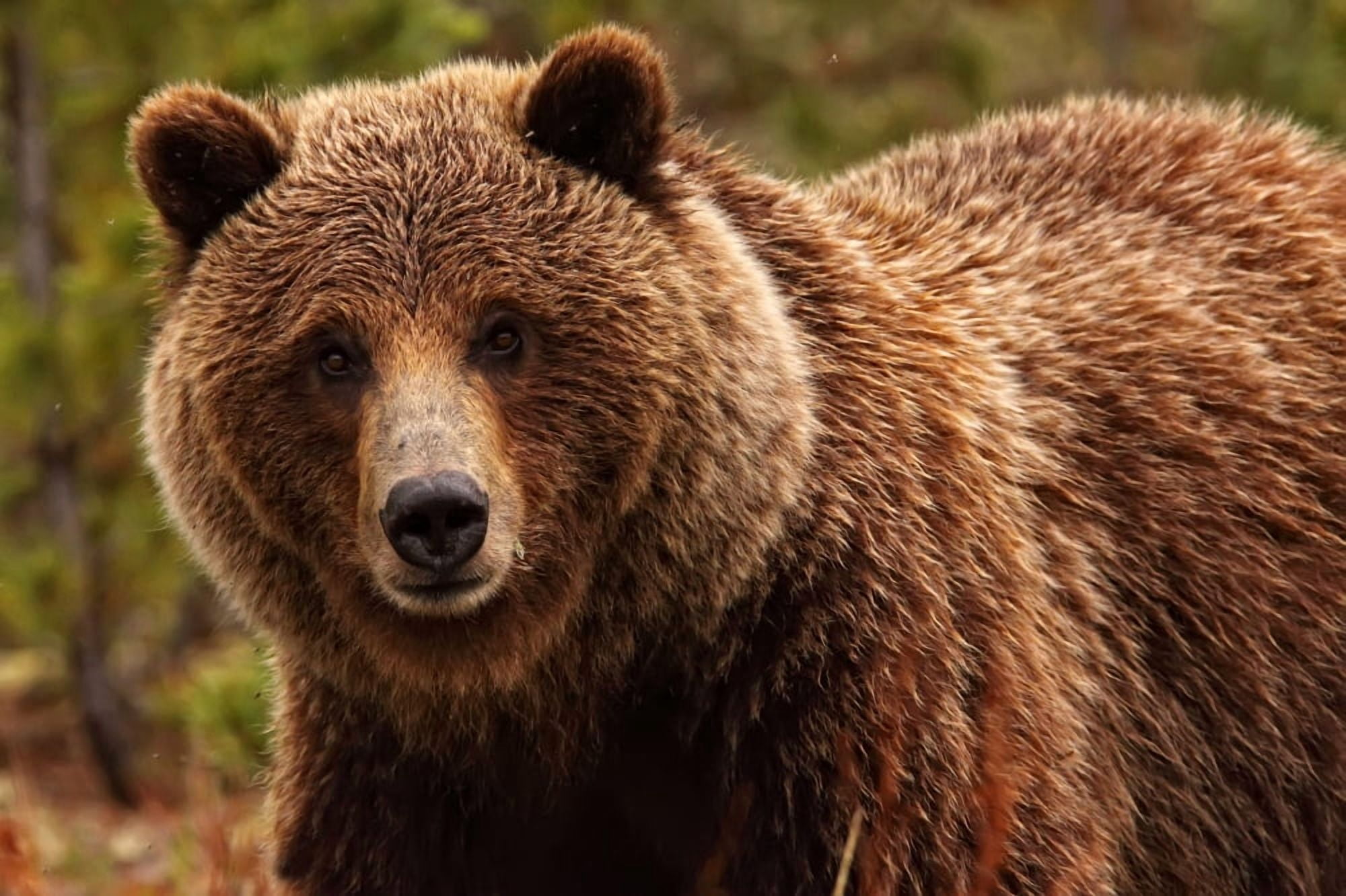 Posterazzi Grizzly Bear Yukon Canvas Art - Robert Postma Design Pics (34 x 22)