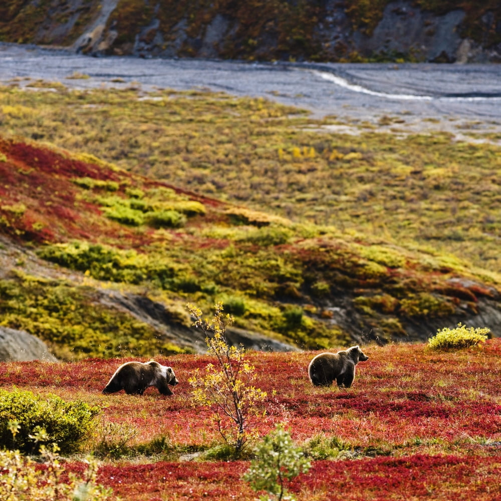 Posterazzi Grizzly Bears And Fall Colours Denali National Park Alaska Canvas Art - Yves Marcoux Design Pics (24 x 24)
