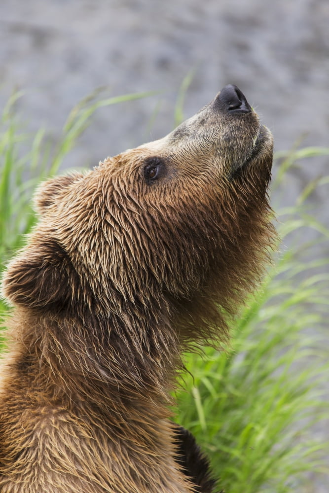 Posterazzi Grizzly bear sniffing air while fishing for sockeye salmon at Brooks Falls in Katmai National Park & Preserve Southwest Alaska Summer Canvas Art - Lucas Payne Design Pics (24 x 38)