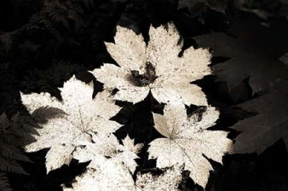 Posterazzi Ground Maple Canvas Art - John Stalowy (24 x 36)