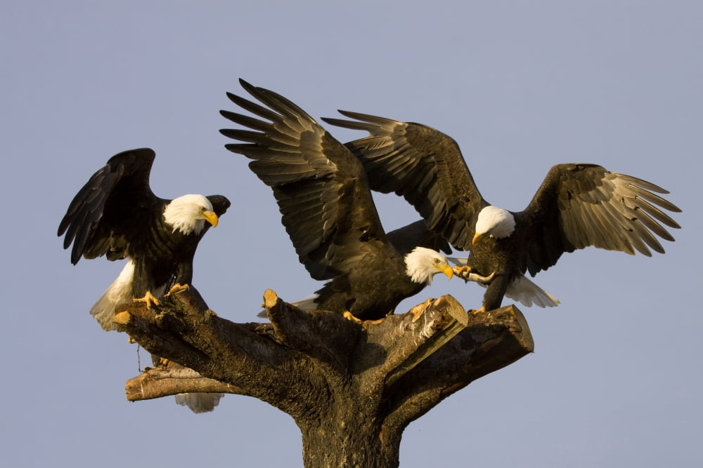 Posterazzi Group Of Perched Bald Eagles Fighting Over FishNnear Homer Alaska Kenai Peninsula Winter Canvas Art - Doug Lindstrand Design Pics (34 x 22)
