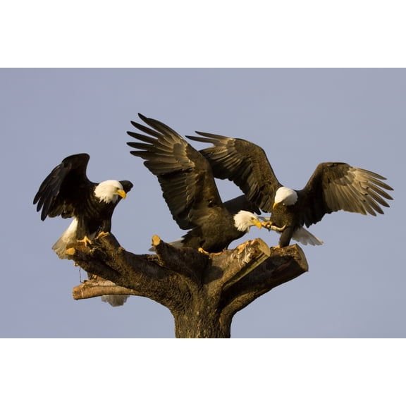 Posterazzi Group Of Perched Bald Eagles Fighting Over FishNnear Homer Alaska Kenai Peninsula Winter Canvas Art - Doug Lindstrand Design Pics (34 x 22)