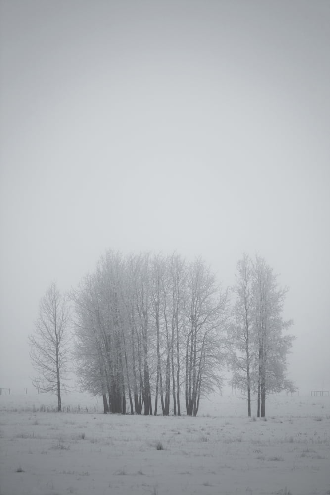 Posterazzi Grove Of Trees Covered In Hoar Frost On Foggy Winter Day Alberta Canvas Art - Roberta Murray Design Pics (22 x 34)
