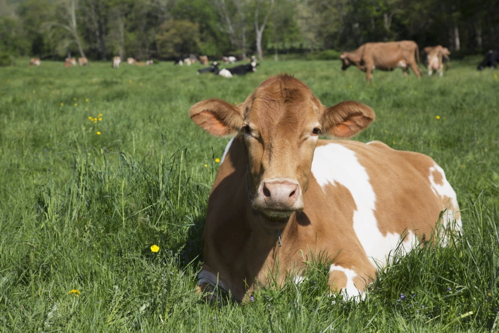 Posterazzi Guernsey cow chewing cud lying in lush spring meadow Granby Connecticut United States of America Canvas Art - Lynn Stone  Design Pics (38 x 24)
