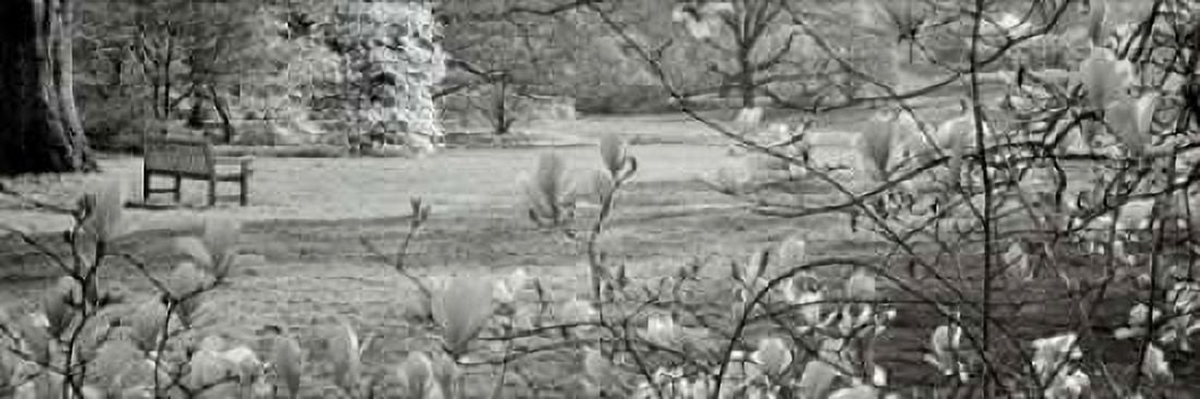 Posterazzi Hampton Magnolia - 1 Canvas Art - Alan Blaustein (8 x 24)