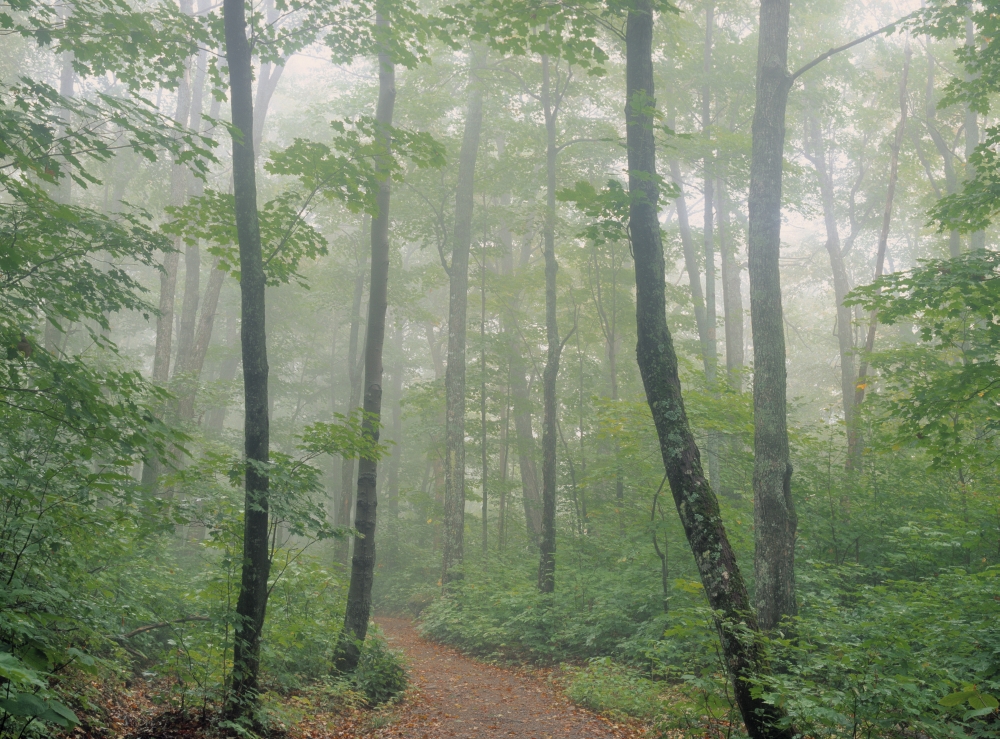 Posterazzi Hardwood Forest Mont Tremblant Park Quebec Canada Canvas Art - Darwin Wiggett Design Pics (32 x 24)