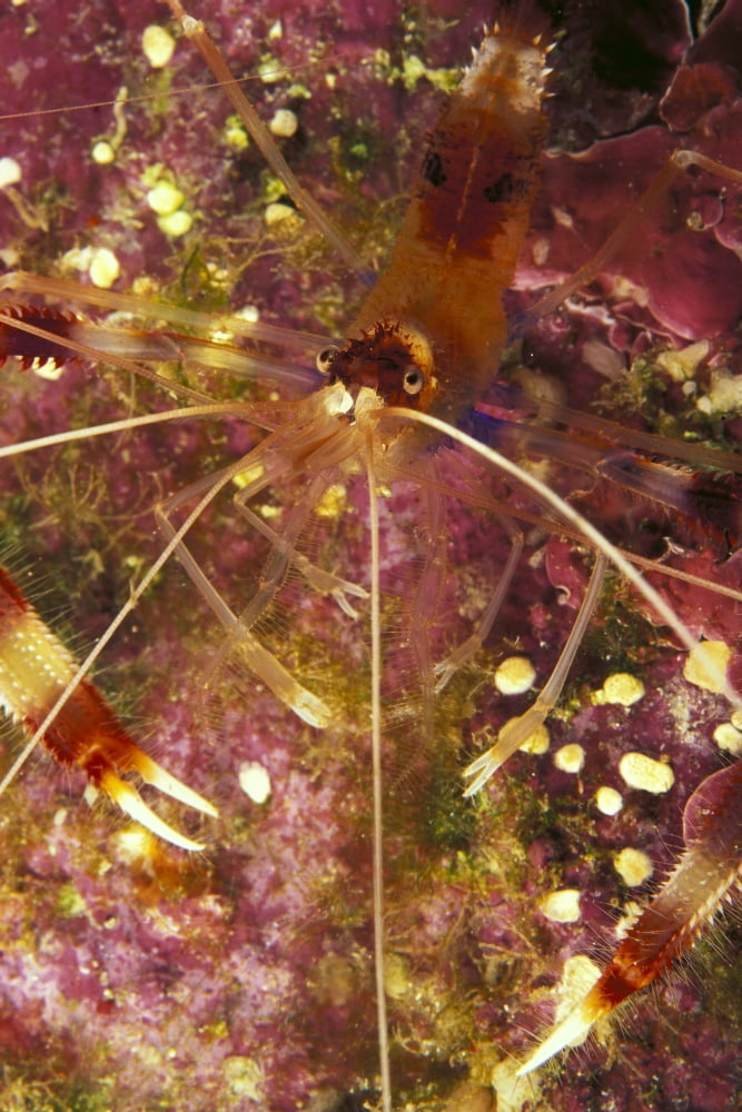 Posterazzi Hawaii Banded Coral Shrimp (Stenopus Hispidus) Close-Up Magnified View D1811 Canvas Art - Dave Fleetham Design Pics (24 x 38)