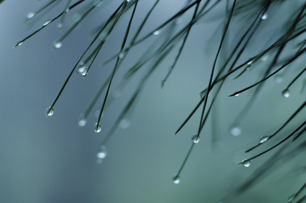 Posterazzi Hawaii Big Island Closeup Of Raindrops Dripping From Pine Needles Canvas Art - Greg Vaughn Design Pics (34 x 22)