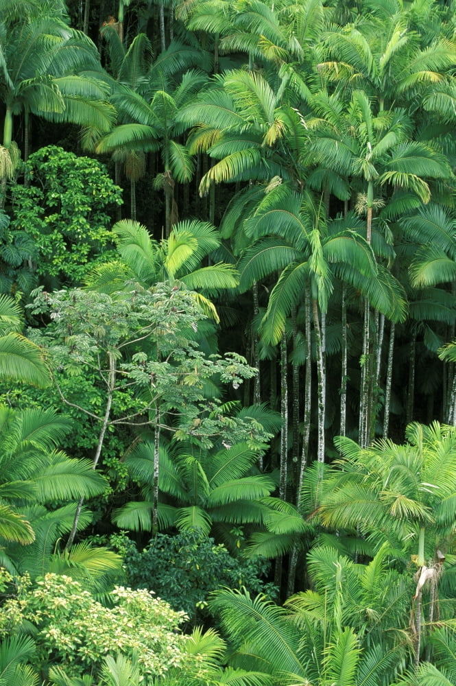 Posterazzi Hawaii Big Island Hamakua Coast Lush Rainforest Along The Coast Canvas Art - Ron Dahlquist Design Pics (22 x 34)