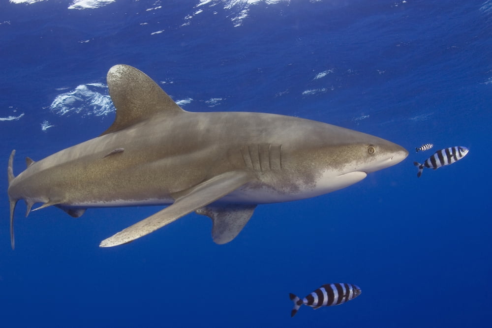 Posterazzi Hawaii Big Island Oceanic Whitetip Shark (Carcharhinus Longimanus) With Pilot Fish Canvas Art - Dave Fleetham Design Pics (36 x 24)