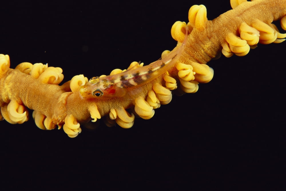 Posterazzi Hawaii Goby (Bryaninops Yongei) On Wire Coral Close Up Black Background Top View Canvas Art - Dave Fleetham  Design Pics (38 x 24)