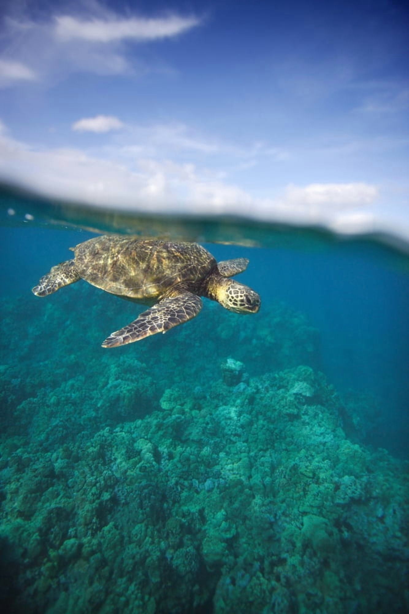 Posterazzi Hawaii Green Sea Turtle (Chelonia Mydas) An Endangered Species Canvas Art - M Swiet Productions Design Pics (22 x 34)