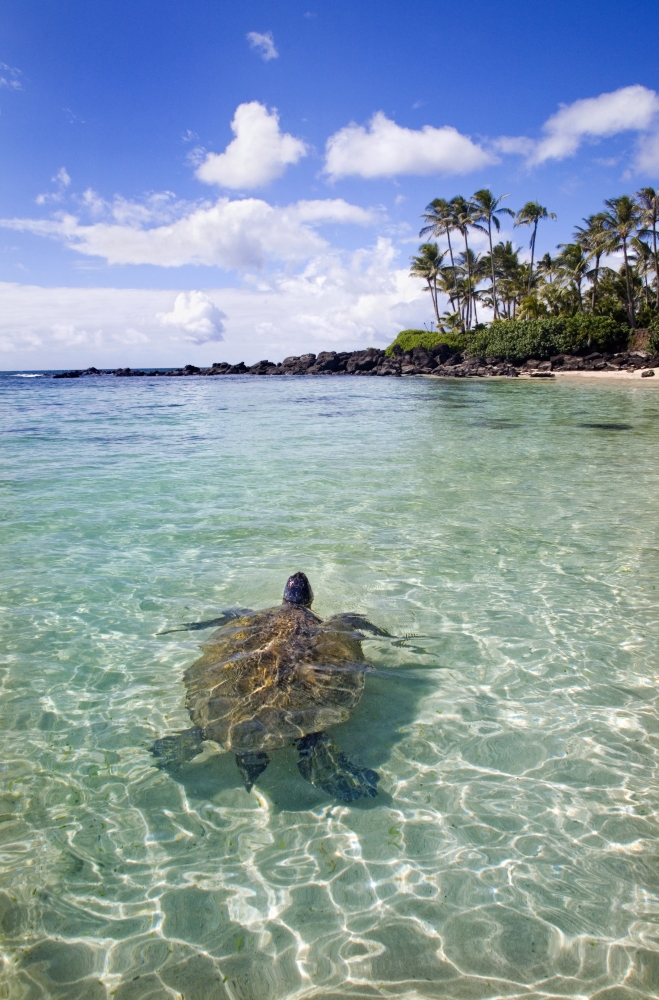 Posterazzi Hawaii Green Sea Turtle (Chelonia Mydas) An Endangered Species Canvas Art - M Swiet Productions Design Pics (22 x 34)