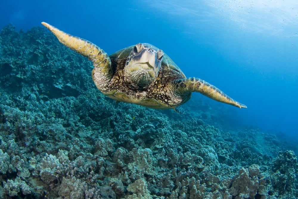 Posterazzi Hawaii Green Sea Turtle (Chelonia Mydas) Gliding Through The Water Canvas Art - Dave Fleetham Design Pics (34 x 22)
