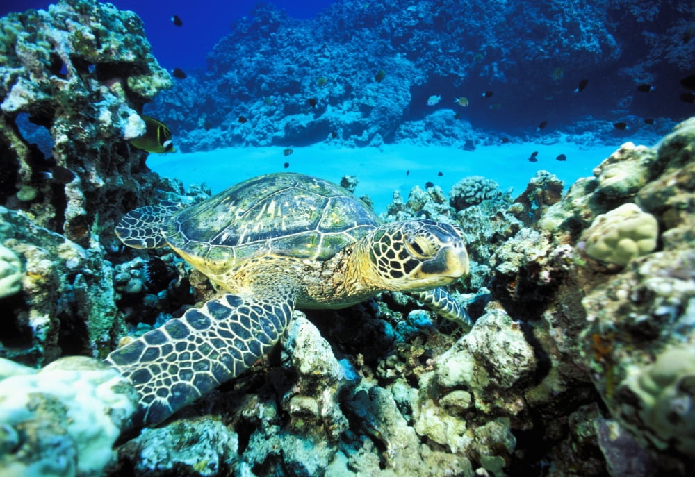 Posterazzi Hawaii Green Sea Turtle (Chelonia Mydas) On Reef With Tropical Fish Canvas Art - Dave Fleetham Design Pics (34 x 22)