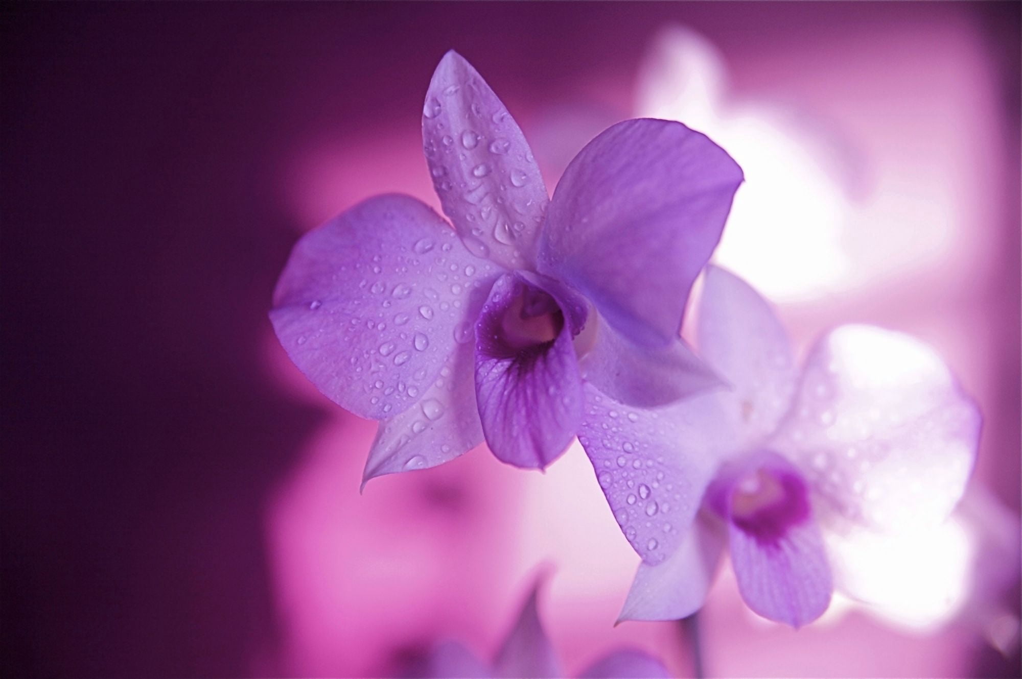 Posterazzi Hawaii Kauai White Orchid With Pink Lighting Canvas Art - Kicka Witte Design Pics (34 x 22)