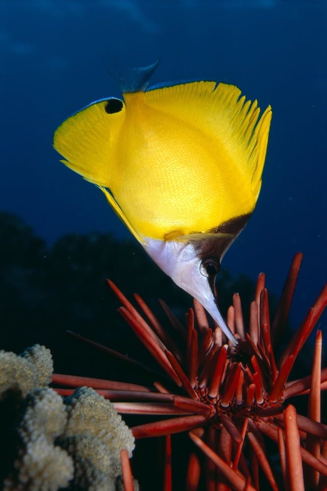Posterazzi Hawaii Long Nose Butterfly Fish (Forcipiger Sp) Over Pencil Urchin A85D Canvas Art - Ed Robinson  Design Pics (24 x 38)