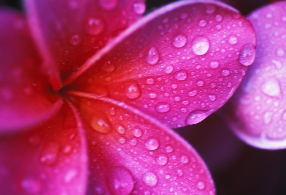 Posterazzi Hawaii Maui Extreme Close-Up Purple Pink Plumeria Blossom Water Droplets Aka Frangipani Canvas Art - Ron Dahlquist Design Pics (34 x 22)