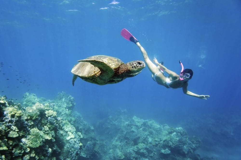 Posterazzi Hawaii Maui Green Sea Turtle (Chelonia Mydas) Honu And Free Diver Canvas Art - M Swiet Productions Design Pics (34 x 22)