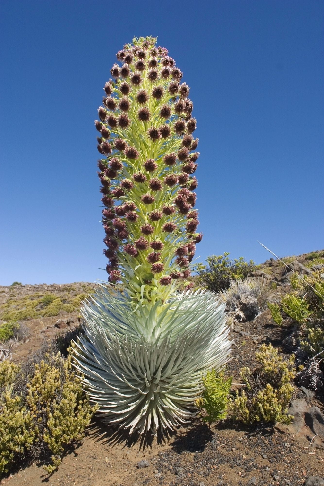 Posterazzi Hawaii Maui Haleakala Silversword (Argyroxiphium Sandwicense) Blue Sky In Background Canvas Art - Ron Dahlquist Design Pics (24 x 36)