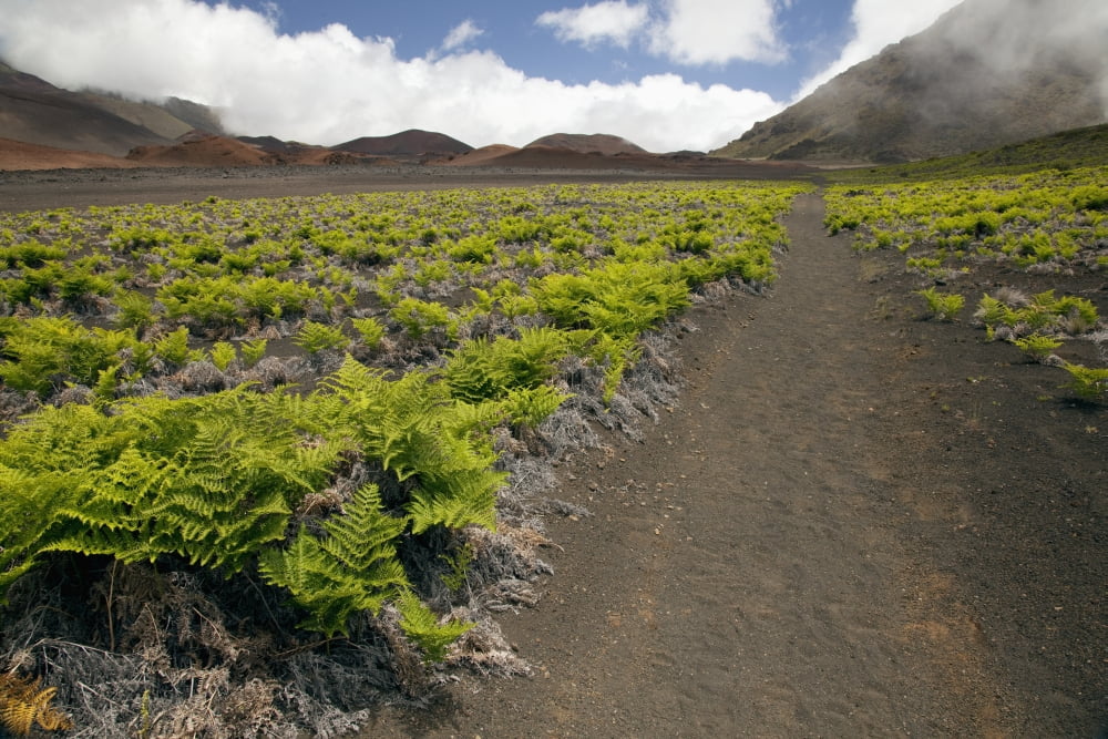 Posterazzi Hawaii Maui Haleakala The hiking trail through the Volcanic Crater Canvas Art - Jenna Szerlag Design Pics (38 x 24)