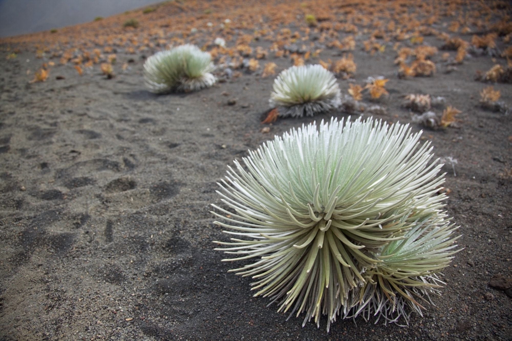 Posterazzi Hawaii Maui Haleakala a Silversword plant growing along the trail of the crater Canvas Art - Jenna Szerlag  Design Pics (38 x 24)