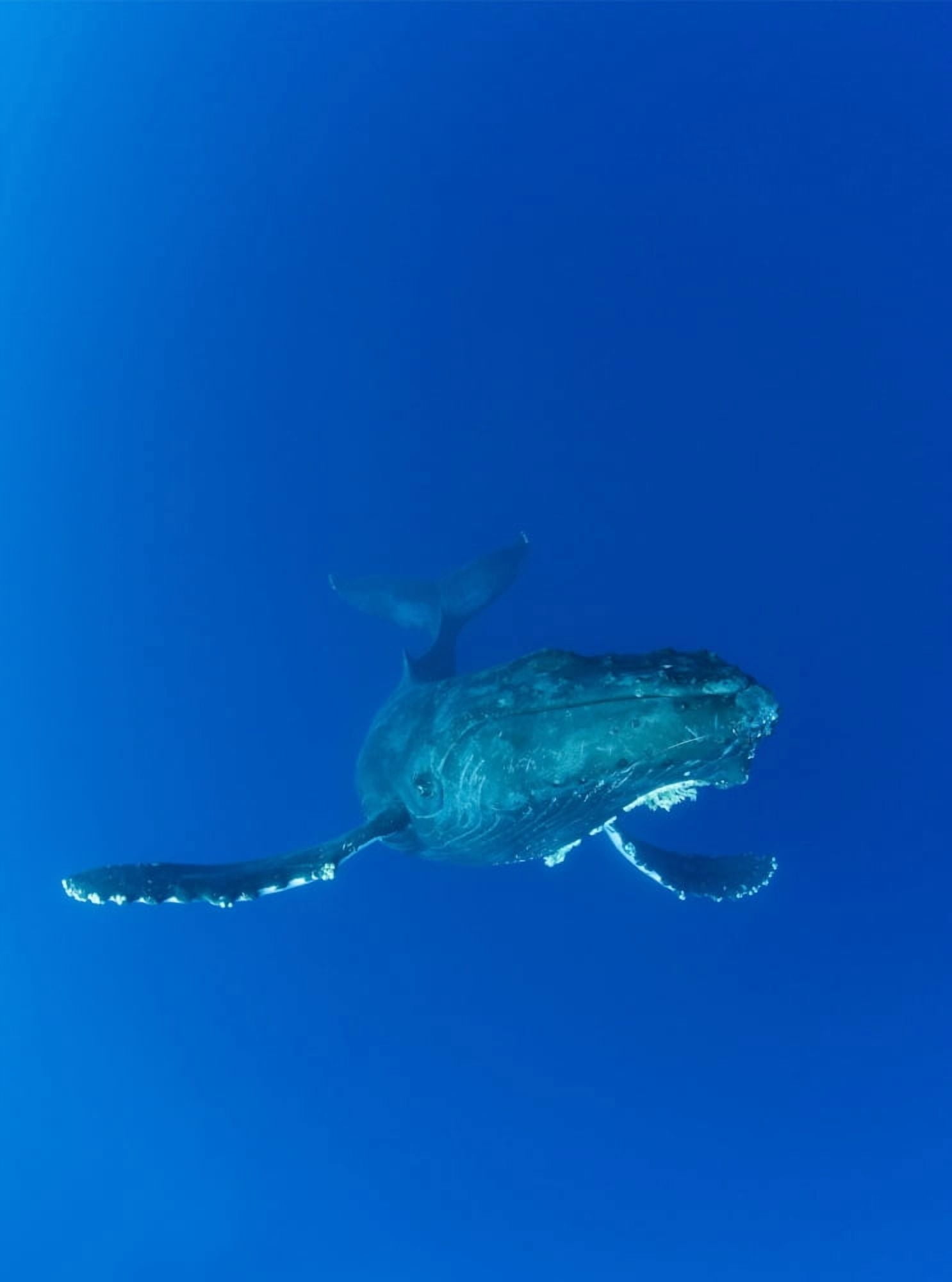 Posterazzi Hawaii Maui Humpback Whale (Megaptera Novaeangliae) In Ocean Underwater Canvas Art - M Swiet Productions Design Pics (24 x 32)