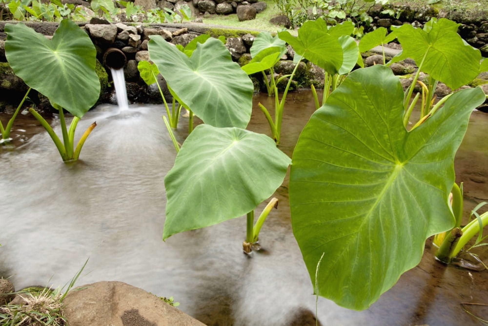 Posterazzi Hawaii Maui Large Taro leaves in a pond Canvas Art - Jenna Szerlag Design Pics (38 x 24)
