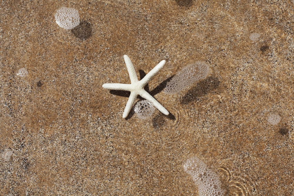 Posterazzi Hawaii Maui Makena A starfish washes ashore Canvas Art - Jenna Szerlag Design Pics (36 x 24)