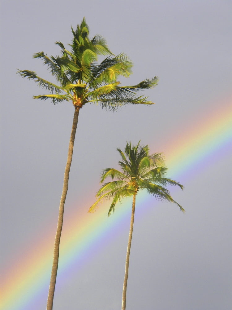 Posterazzi Hawaii Maui Rainbow Cuts Across Gray Sky Behind Two Palm Trees Canvas Art - Ron Dahlquist Design Pics (24 x 32)