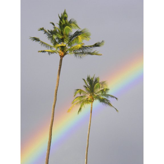 Posterazzi Hawaii Maui Rainbow Cuts Across Gray Sky Behind Two Palm Trees Canvas Art - Ron Dahlquist Design Pics (24 x 32)