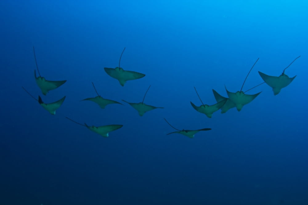 Posterazzi Hawaii Maui Spotted Eagle Rays (Aetobatus Narinari) In Blue Ocean Water View From Behind Canvas Art - Dave Fleetham Design Pics (34 x 22)