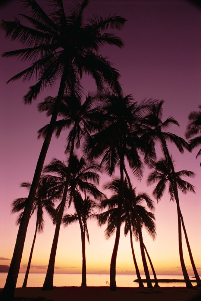 Posterazzi Hawaii Oahu Dramatic Purple Sunset Through Silhouetted Palm Trees Ocean Canvas Art - Carl Shaneff  Design Pics (24 x 38)