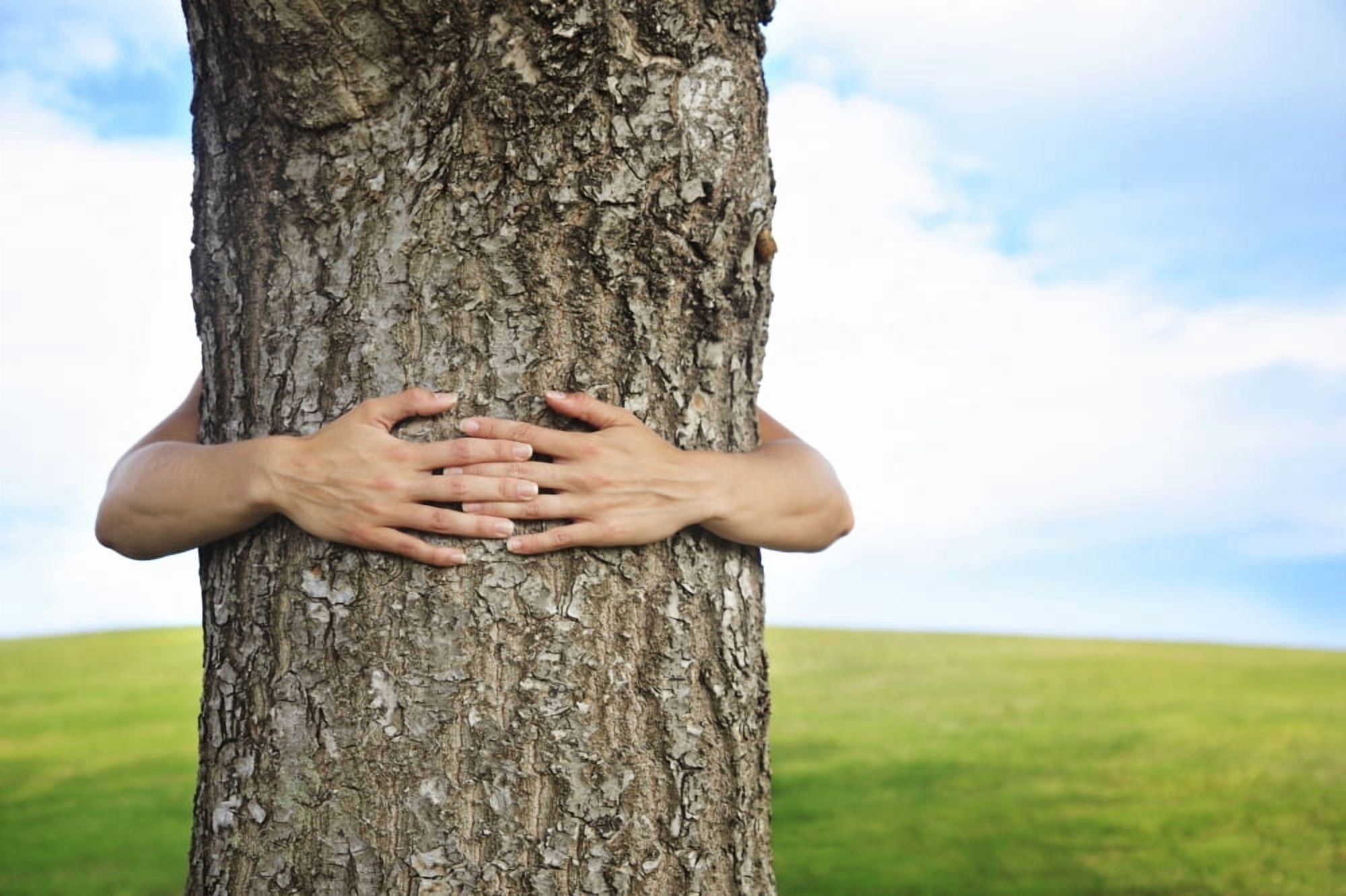 Posterazzi Hawaii Oahu Hands Around The Trunk Of A Tree Canvas Art - Brandon Tabiolo Design Pics (34 x 22)