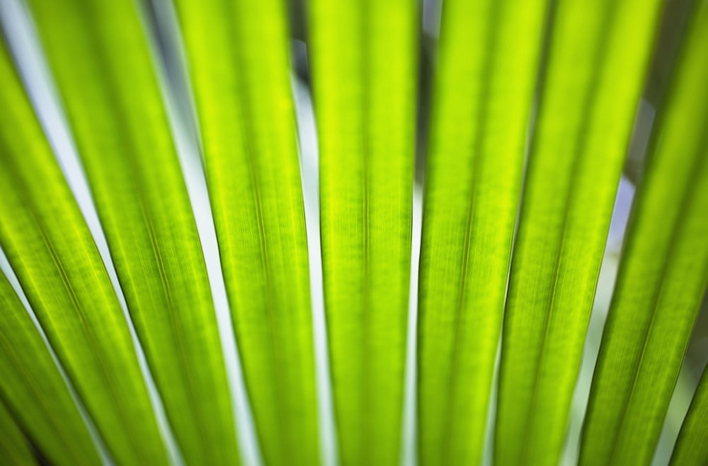 Posterazzi Hawaii Oahu Macro Detail Of Palm Frond Canvas Art - Charmian Vistaunet Design Pics (38 x 24)