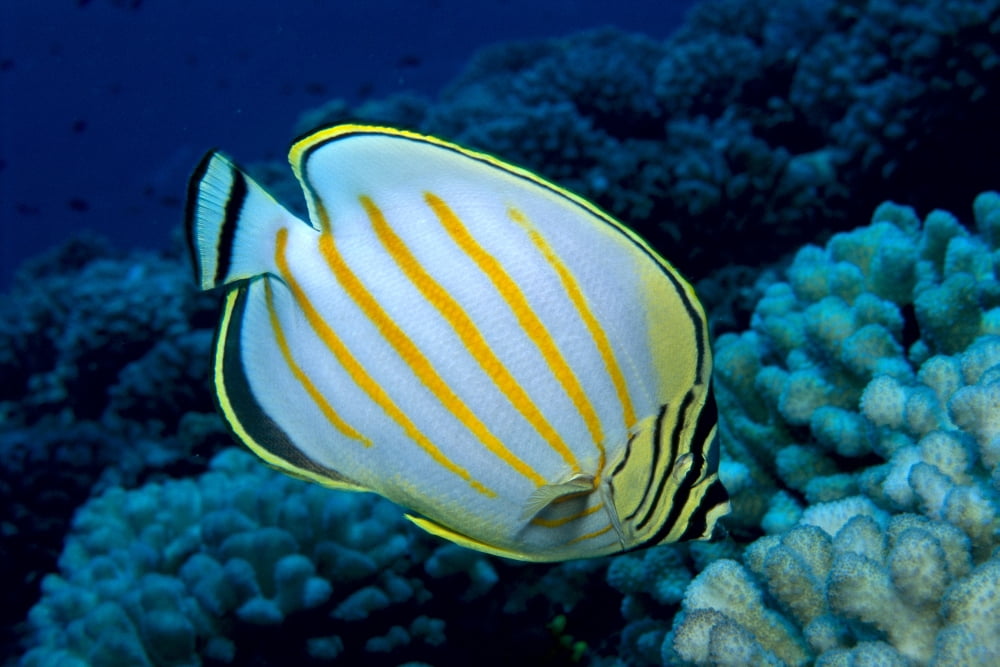 Posterazzi Hawaii Ornate Butterflyfish (Chaetodon Ornatissimus) B1941 Canvas Art - Ed Robinson Design Pics (38 x 24)
